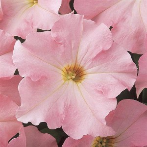 Dreams Appleblossom
